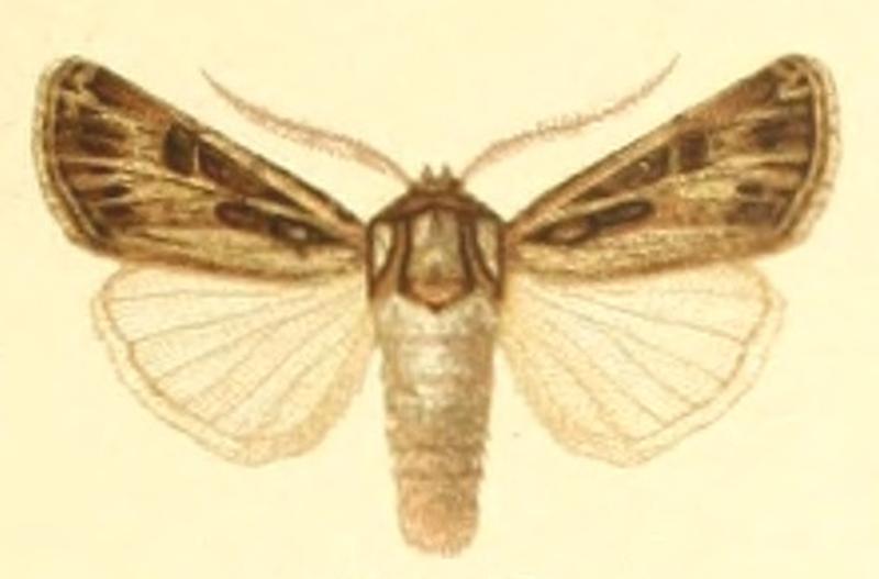 Euxoa scytha