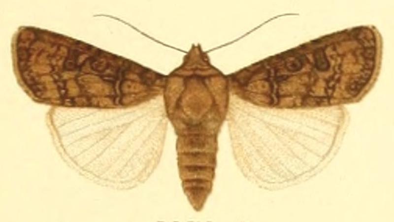 Euxoa segetis