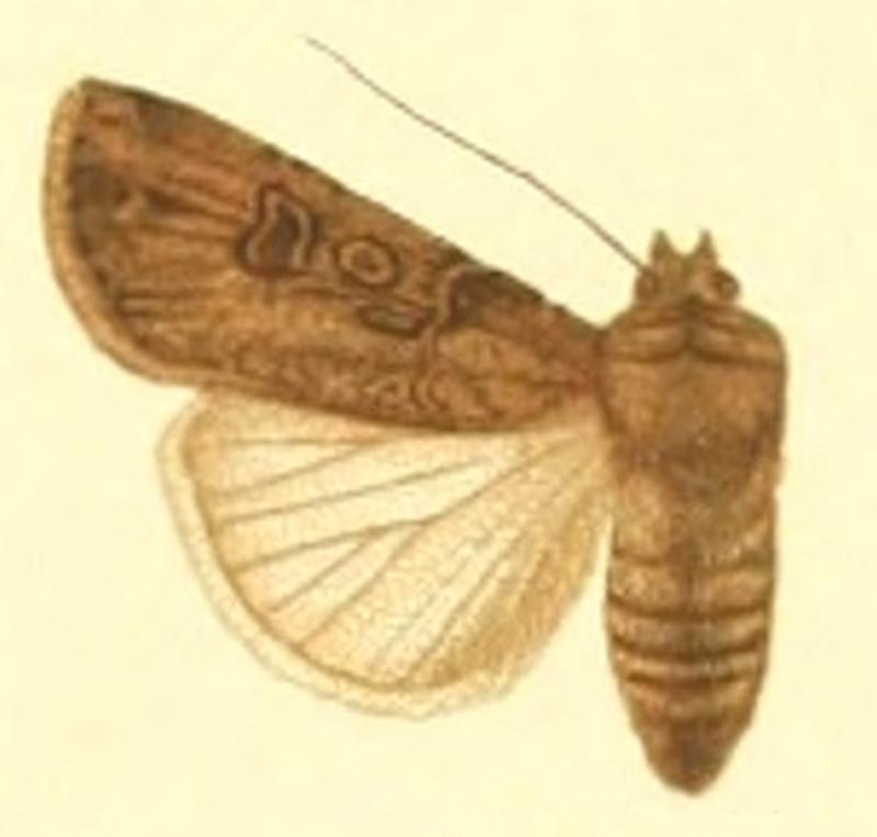 Euxoa segetum f
