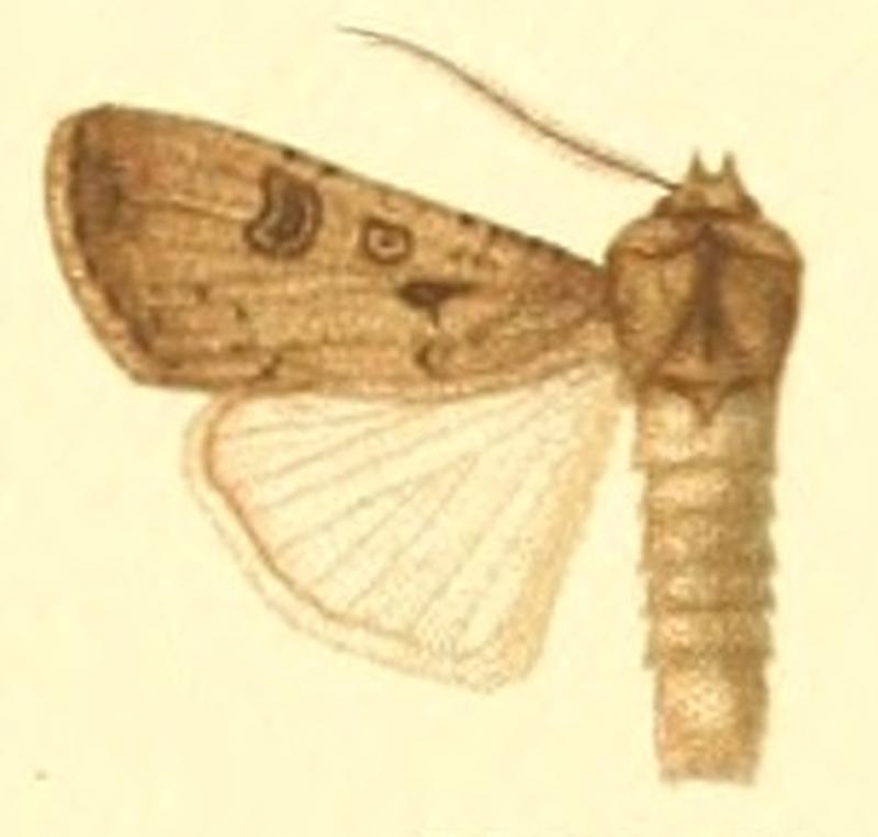 Euxoa segetum m