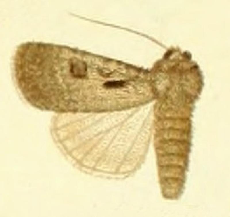 Euxoa serena f