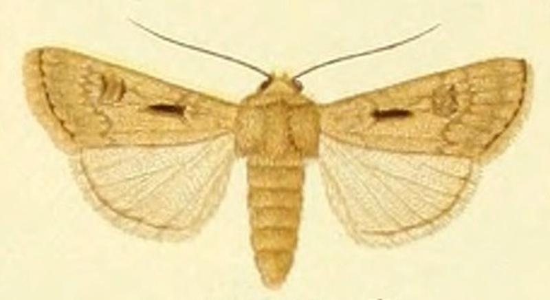 Euxoa serena m