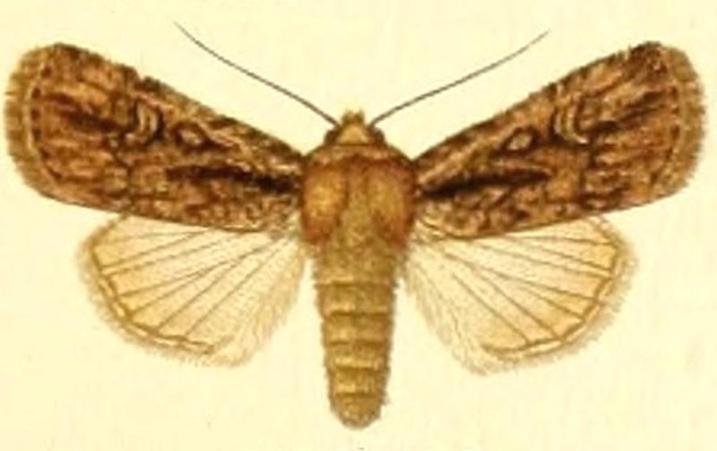 Euxoa signifera
