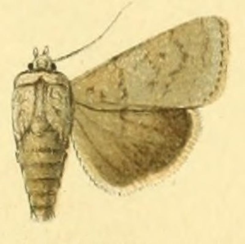 Euxoa simplonia