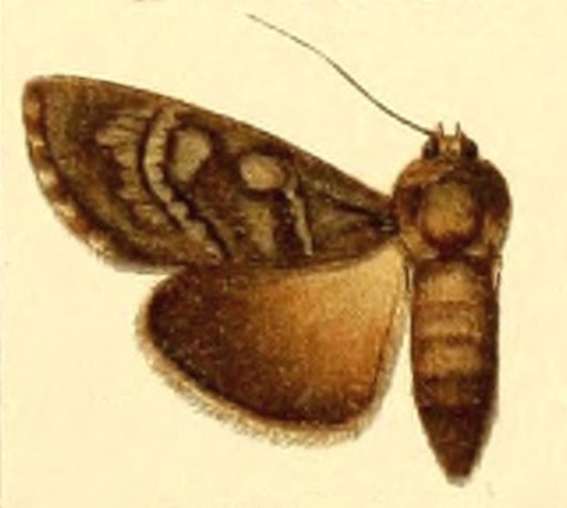 Euxoa simulatrix