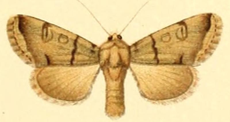Euxoa singularis