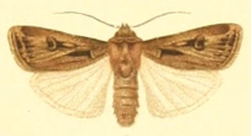 Euxoa spinifera
