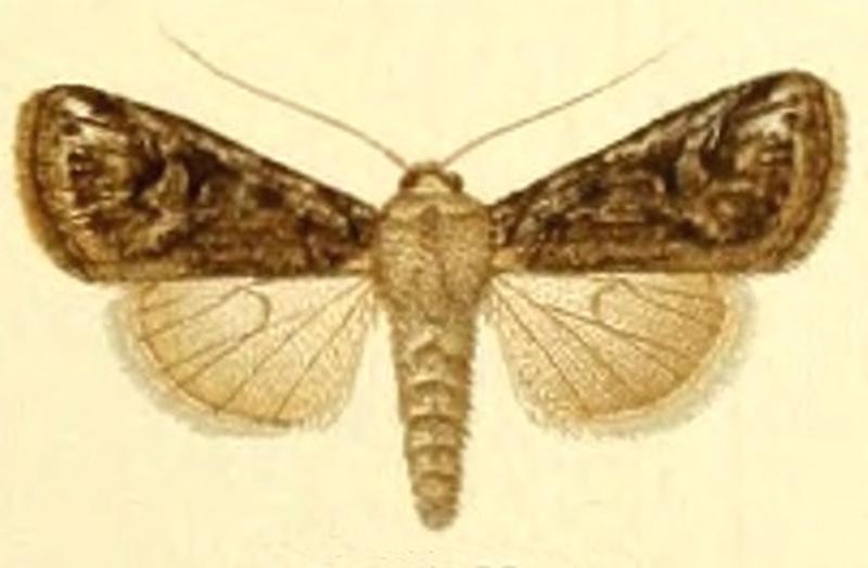 Euxoa spissilinea