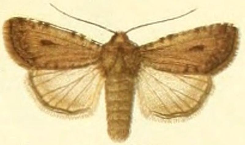 Euxoa squalida