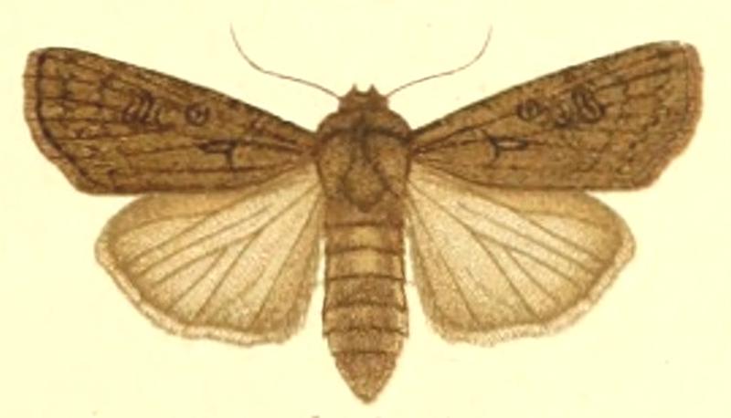 Euxoa subatratus