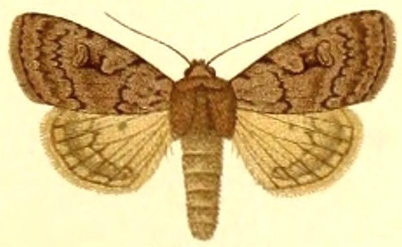 Euxoa subcaerulea