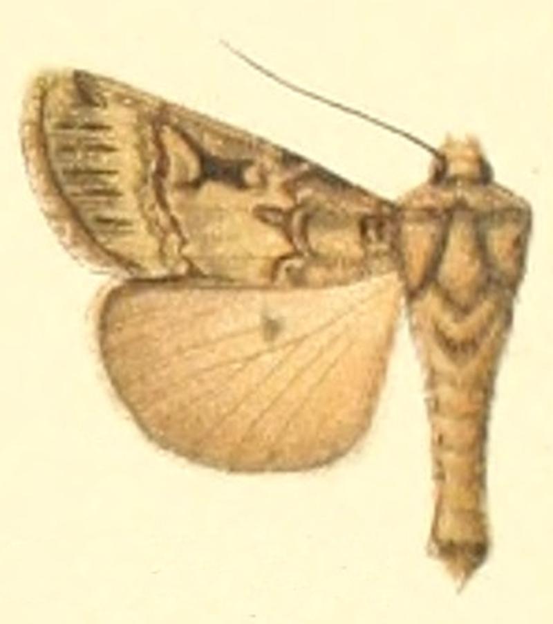Euxoa submolesta