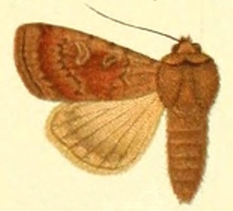 Euxoa subrosea