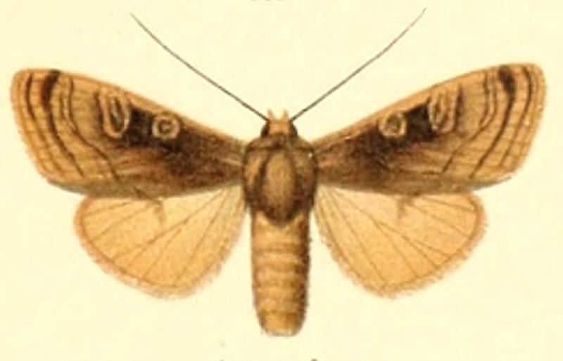 Euxoa tenuis