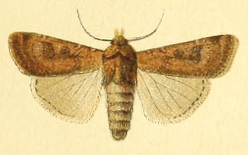 Euxoa terranea