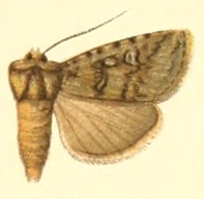 Euxoa tibetana