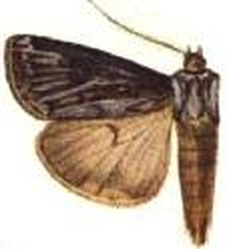Euxoa trifarca