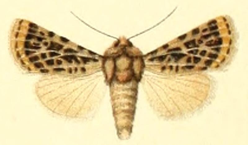 Euxoa trifida