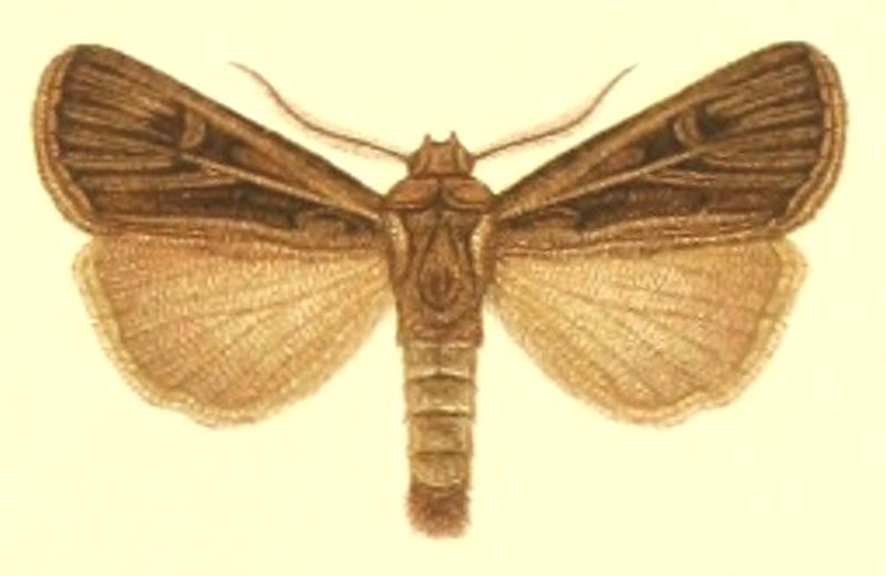 Euxoa trifurcula