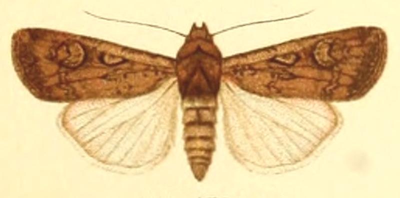 Euxoa villiersi m