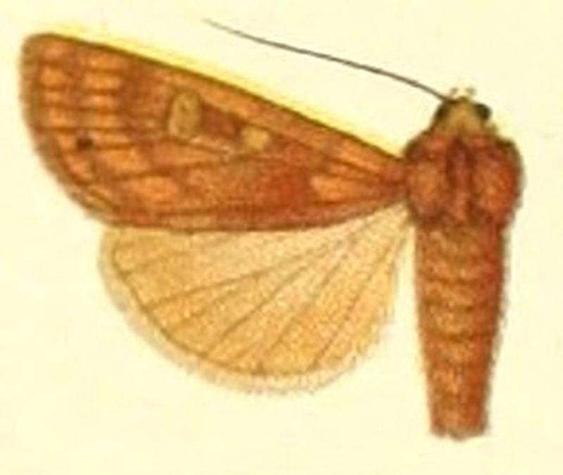 Euxoa xanthiodes