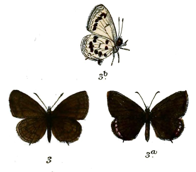Everes kala