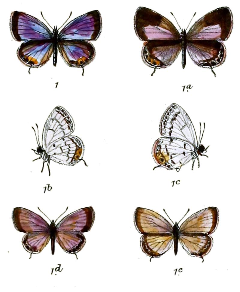 Everes parrhasius