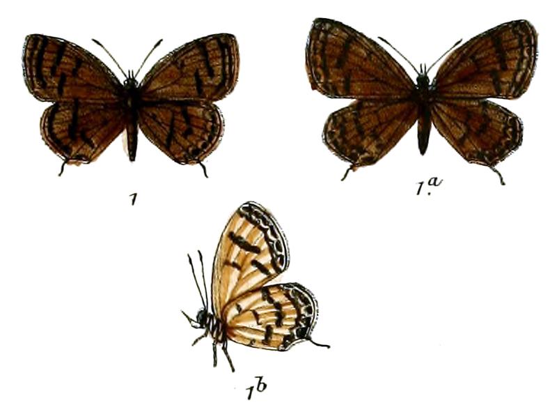Everes potanini