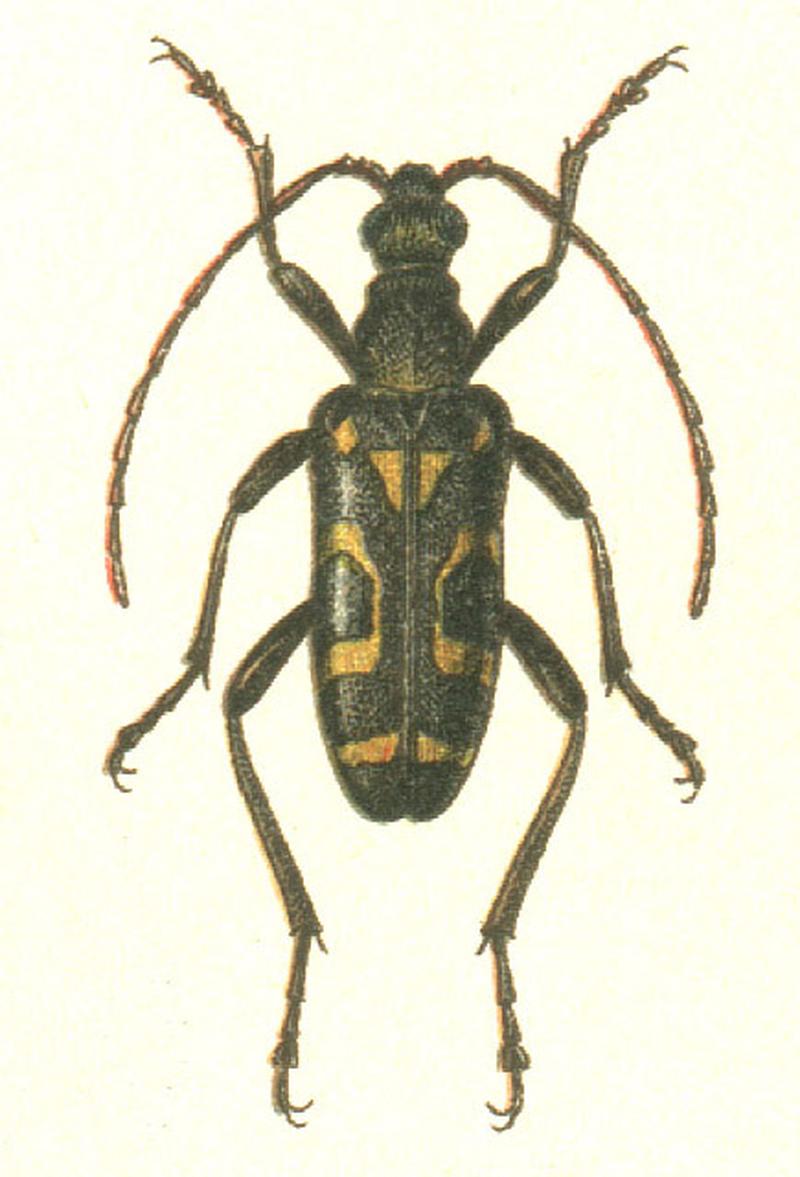 Evodinus borealis