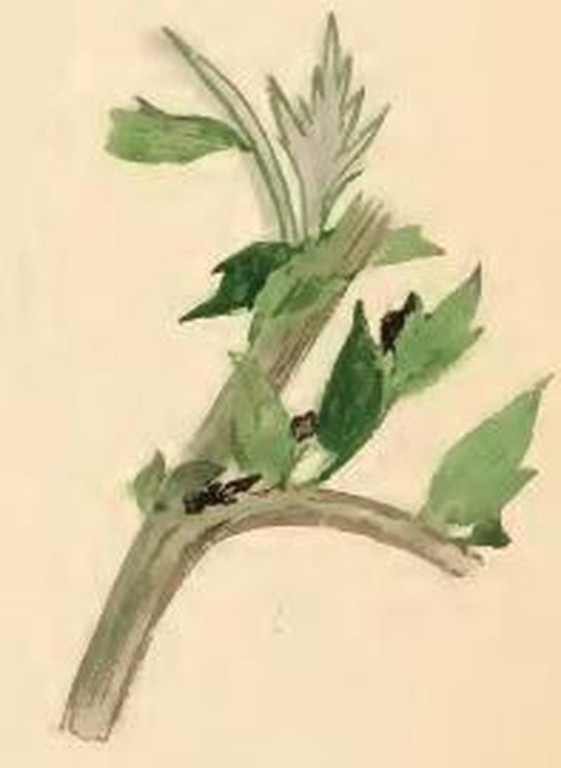 Exaeretia allisella a sprig of Lithospermum officinale eaten by larva