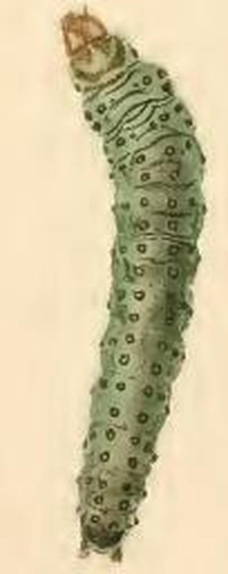 Exaeretia allisella larva