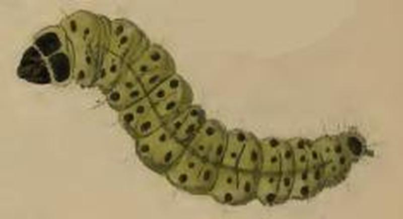 Exaeretia culcitella larva