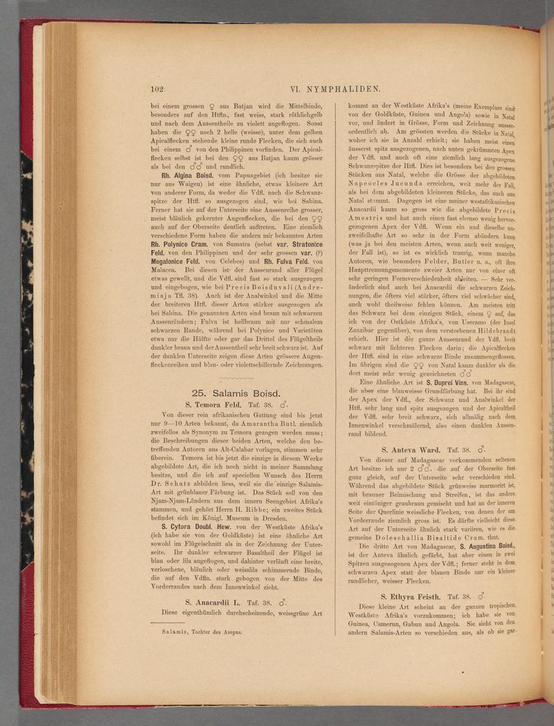 Exotische schmetterlinge (Page 102) BHL40070457