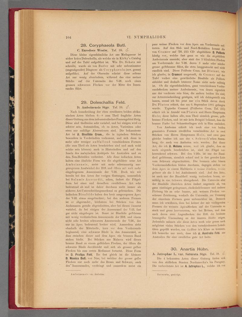 Exotische schmetterlinge (Page 104) BHL40070459