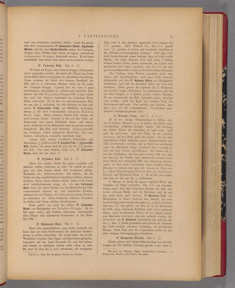Exotische schmetterlinge (Page 11) BHL40070366