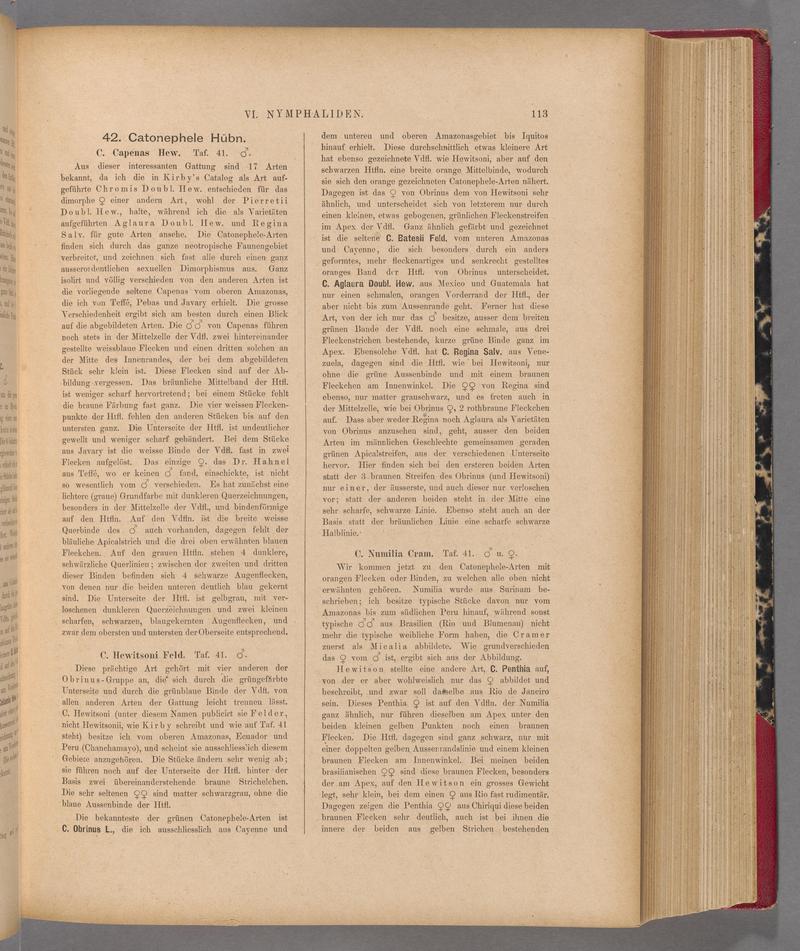 Exotische schmetterlinge (Page 113) BHL40070468