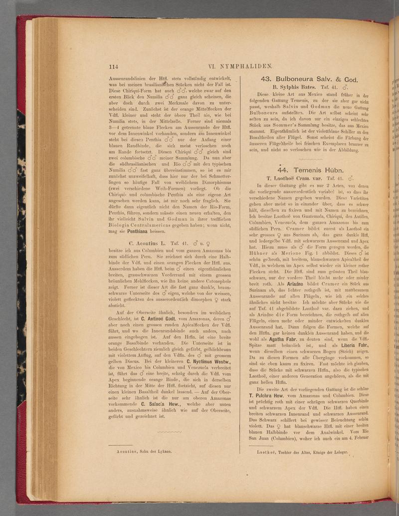 Exotische schmetterlinge (Page 114) BHL40070469
