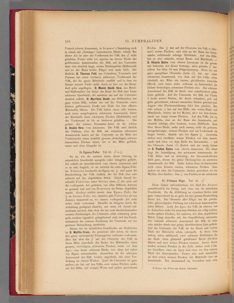 Exotische schmetterlinge (Page 116) BHL40070471