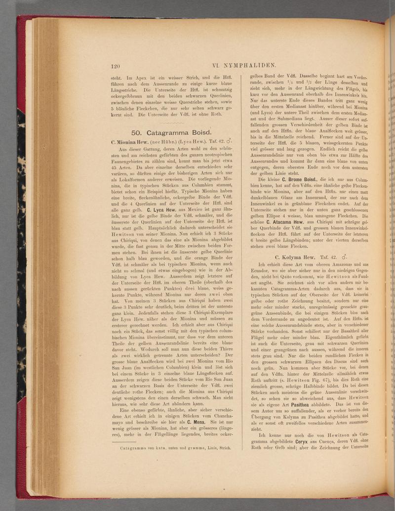 Exotische schmetterlinge (Page 120) BHL40070475