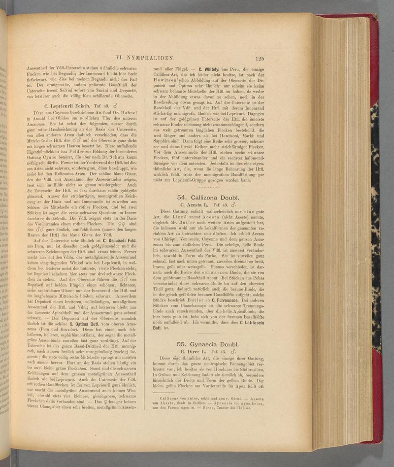Exotische schmetterlinge (Page 125) BHL40070480