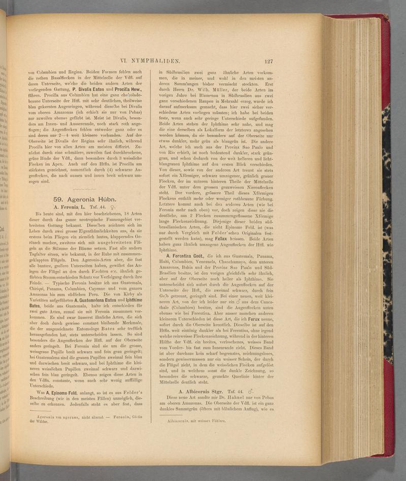 Exotische schmetterlinge (Page 127) BHL40070482