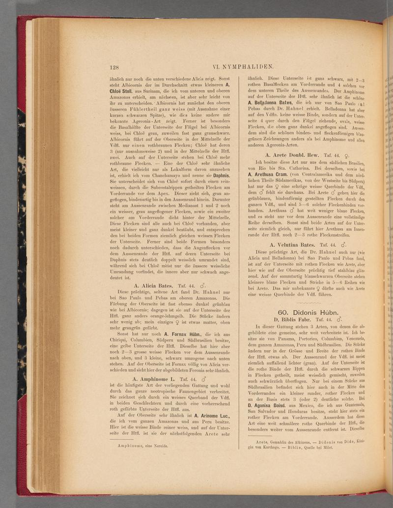 Exotische schmetterlinge (Page 128) BHL40070483