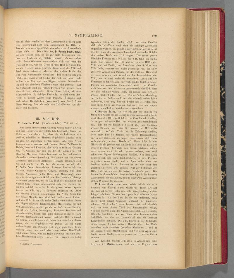 Exotische schmetterlinge (Page 129) BHL40070484