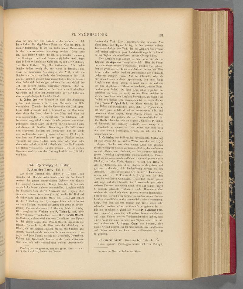 Exotische schmetterlinge (Page 131) BHL40070486