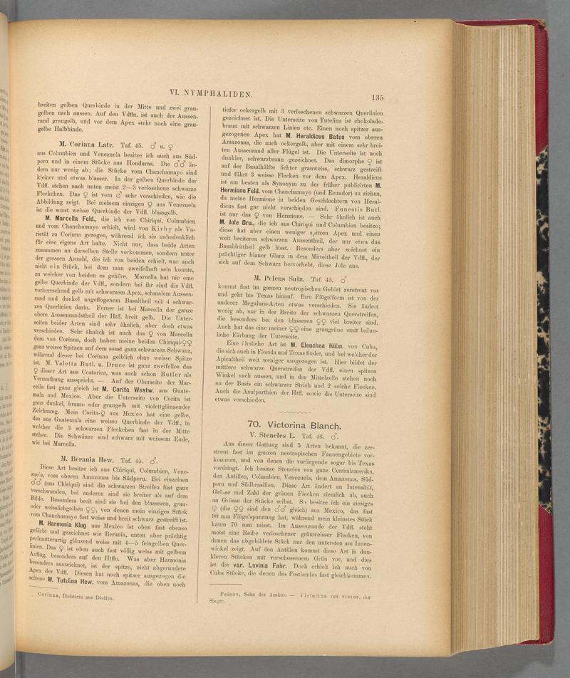 Exotische schmetterlinge (Page 135) BHL40070490
