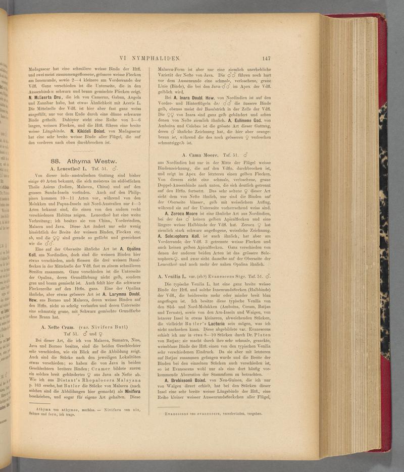 Exotische schmetterlinge (Page 147) BHL40070502