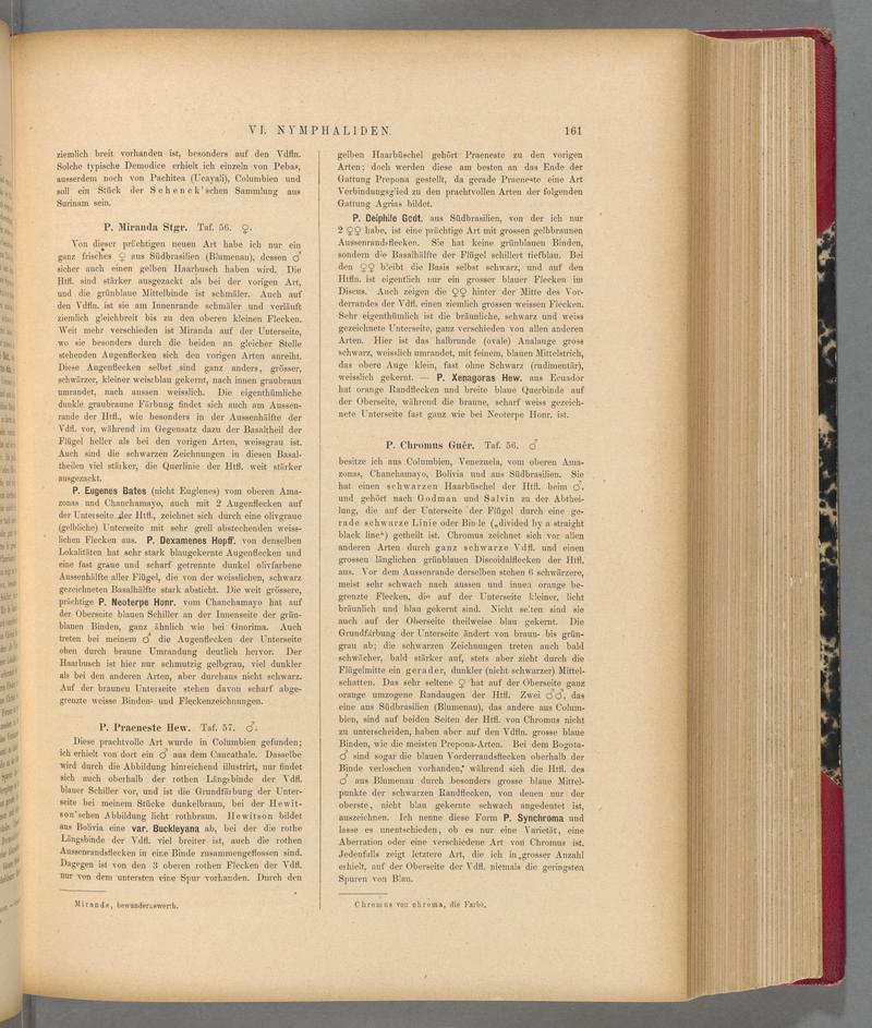Exotische schmetterlinge (Page 161) BHL40070516