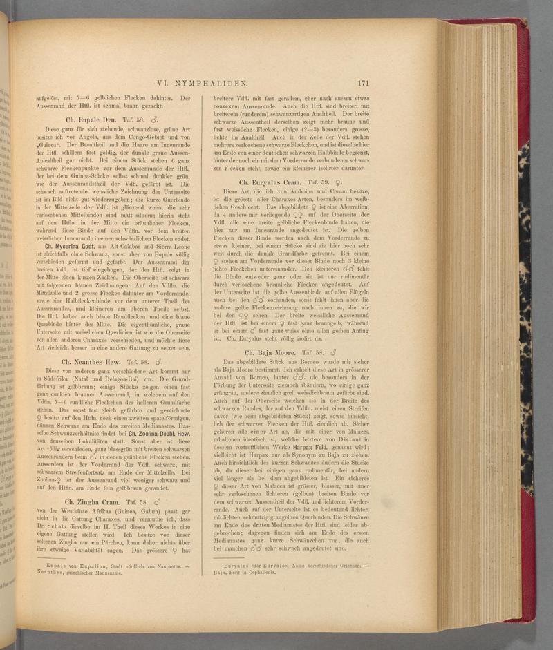 Exotische schmetterlinge (Page 171) BHL40070526
