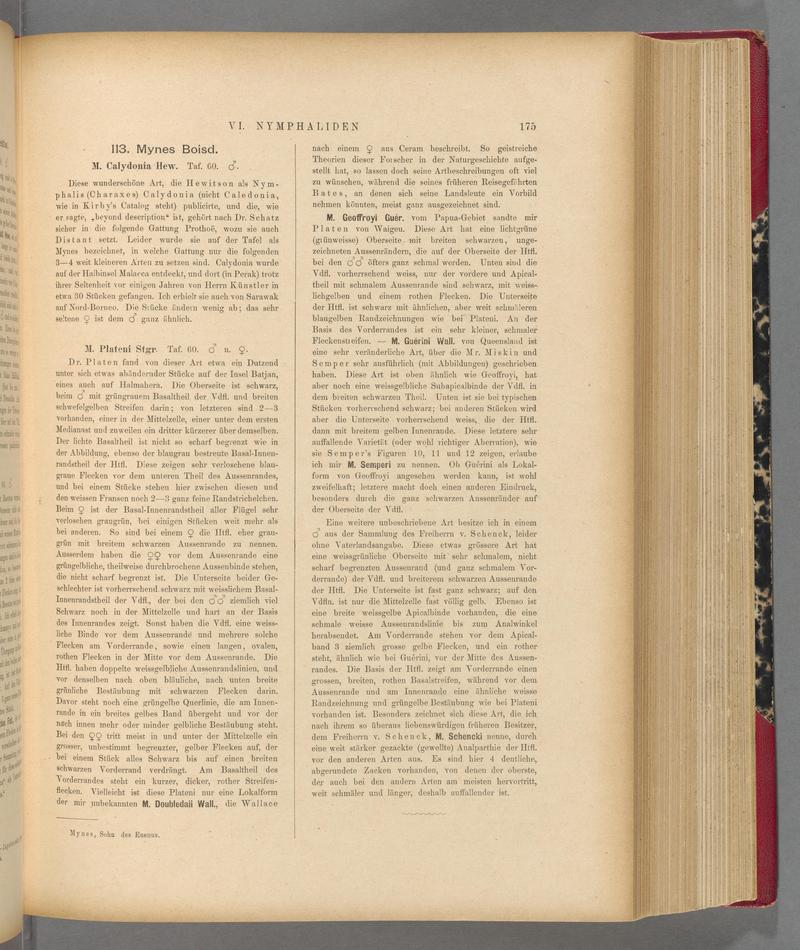 Exotische schmetterlinge (Page 175) BHL40070530