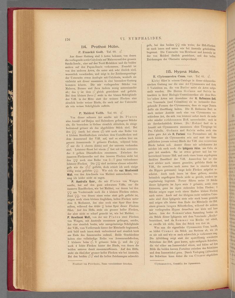 Exotische schmetterlinge (Page 176) BHL40070531